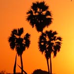 Sunset at IIT Bombay