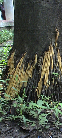 Strike New Roots